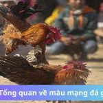Màu Mạng Đá Gà